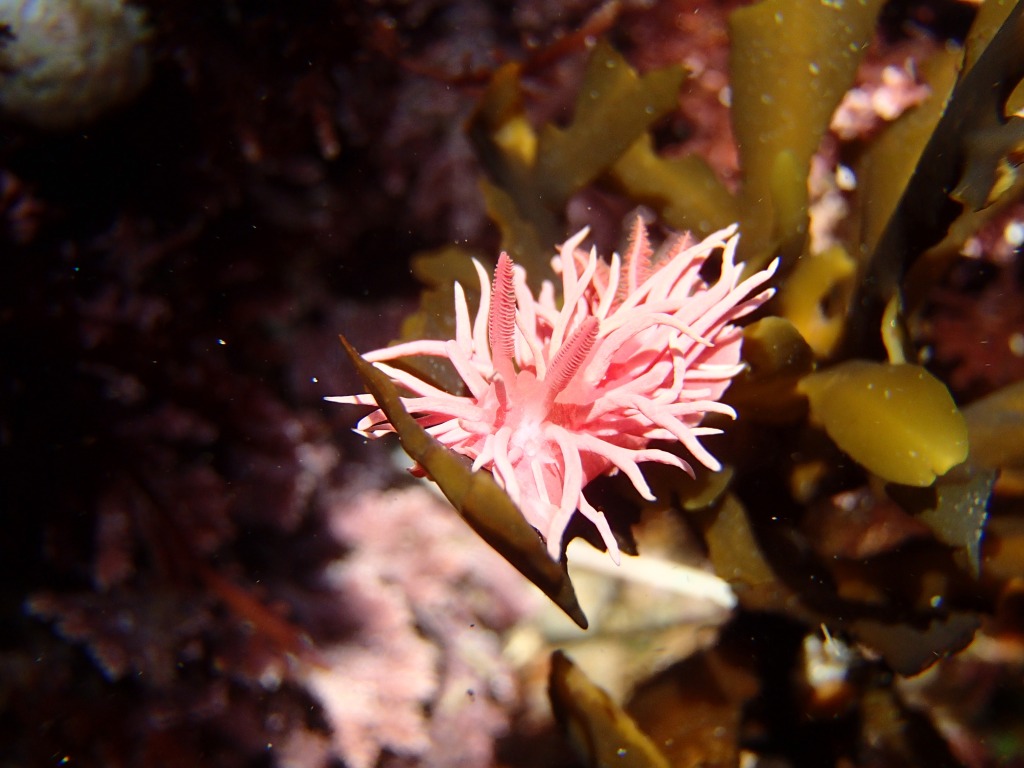 hopkins rose nudibranch, sea slug, pink sea slug, sea slug in the tide pools, low tide, ocean
