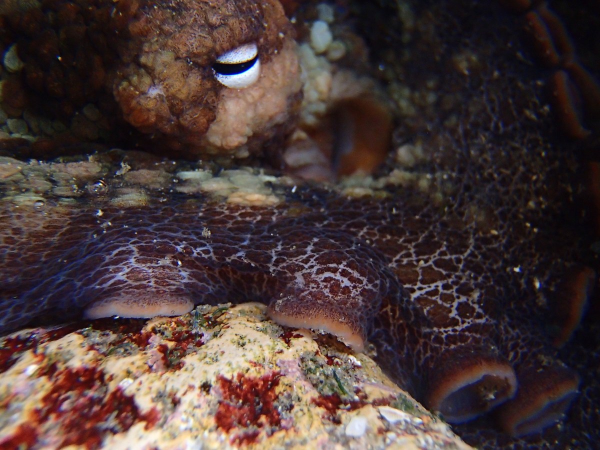 5 Steps to Finding an Octopus at the Tide Pools