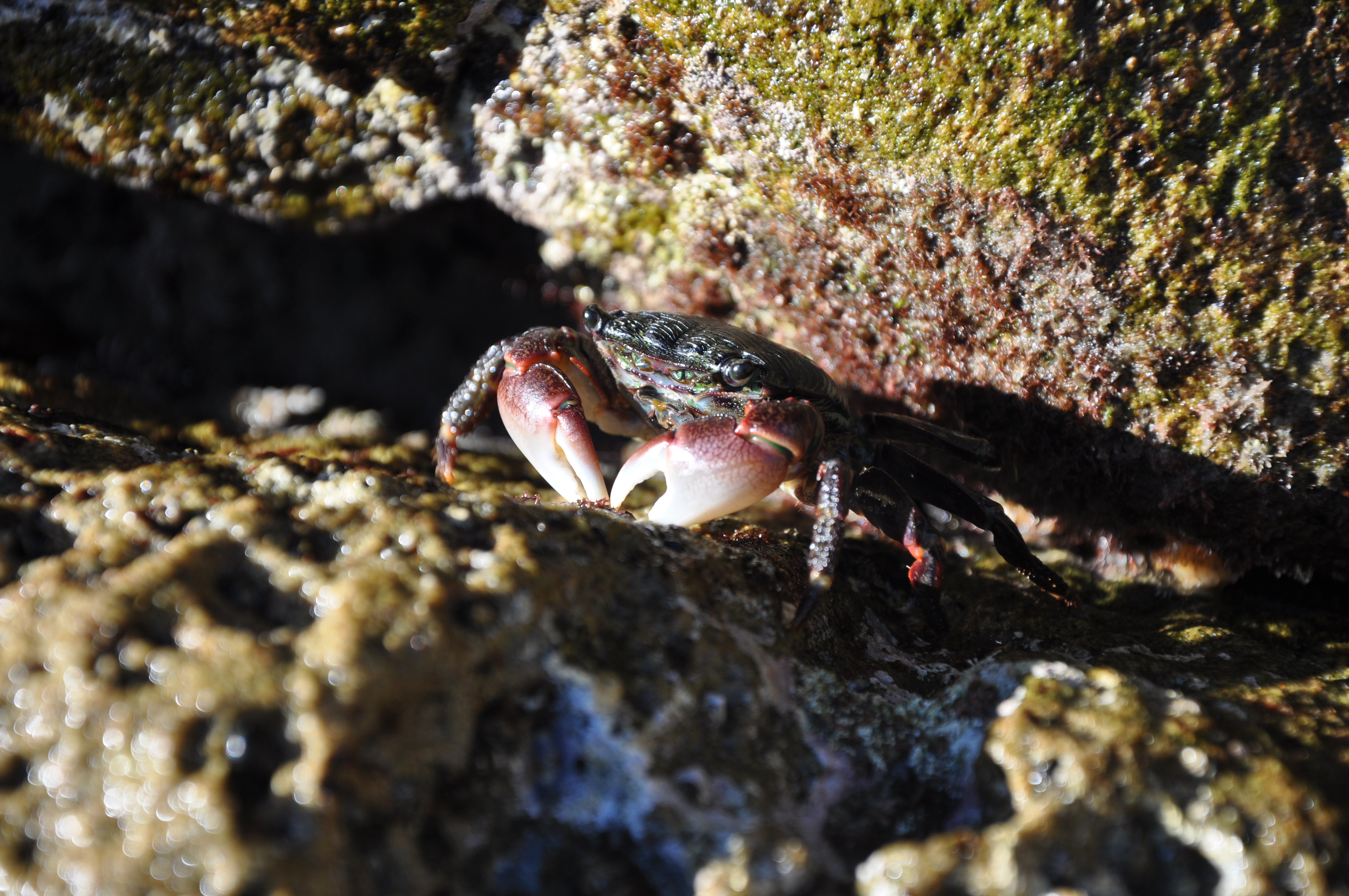 striped shore crab, shore crabs, tide pools, tide pooling, southern california tide pools, crustacean
