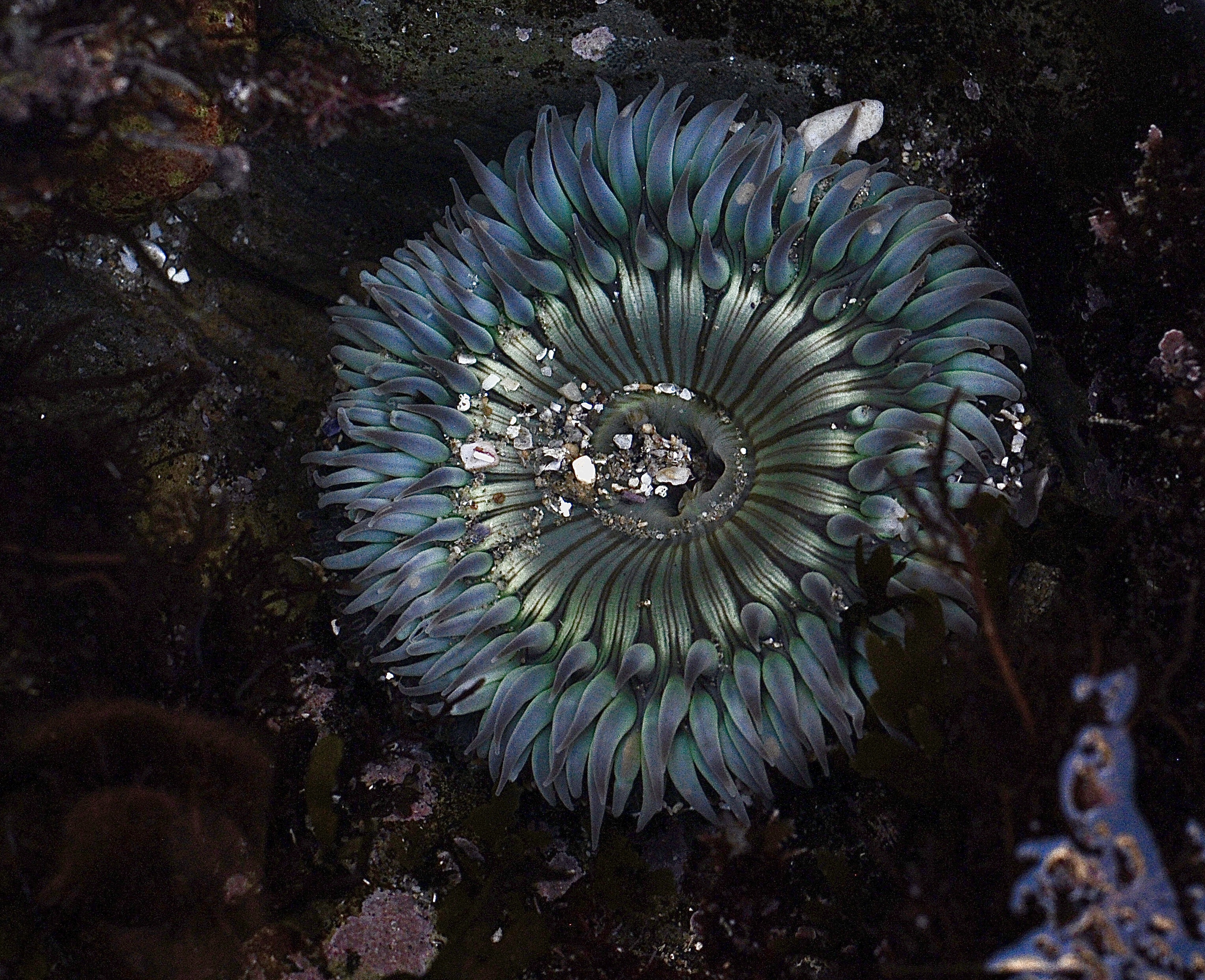 sunburst anemone, california tide pools, tentacles, what do anemones eat?