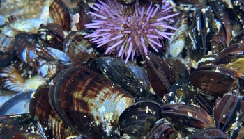 sea urchin, pacific purple sea urchin, tide pools, california tidepools, museels