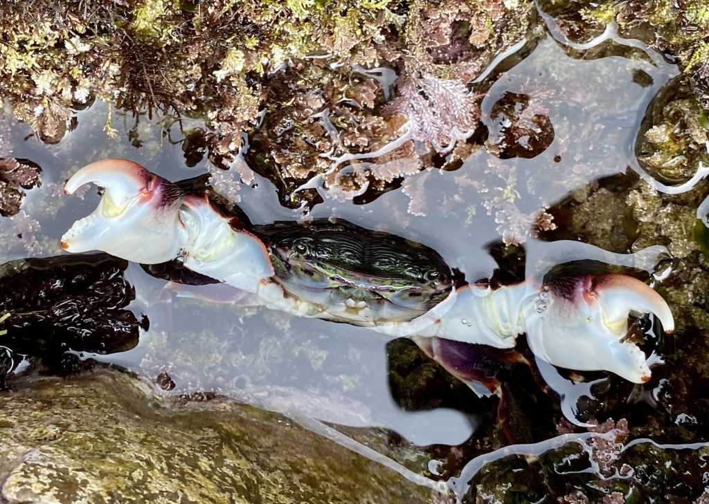 5 Common Crustaceans to Look for at the Tide Pools  