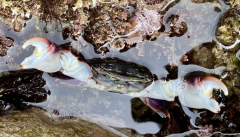 striped shore crab, crustaceans in the tide pools, southern california tide pools, tide pooling