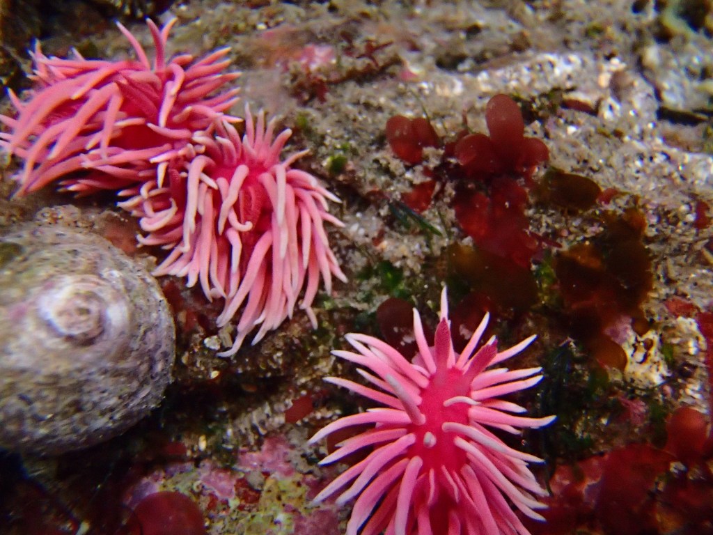 hopkins rose nudirbanch, feeding, sea slugs eating, bryozoan, tide pool animals