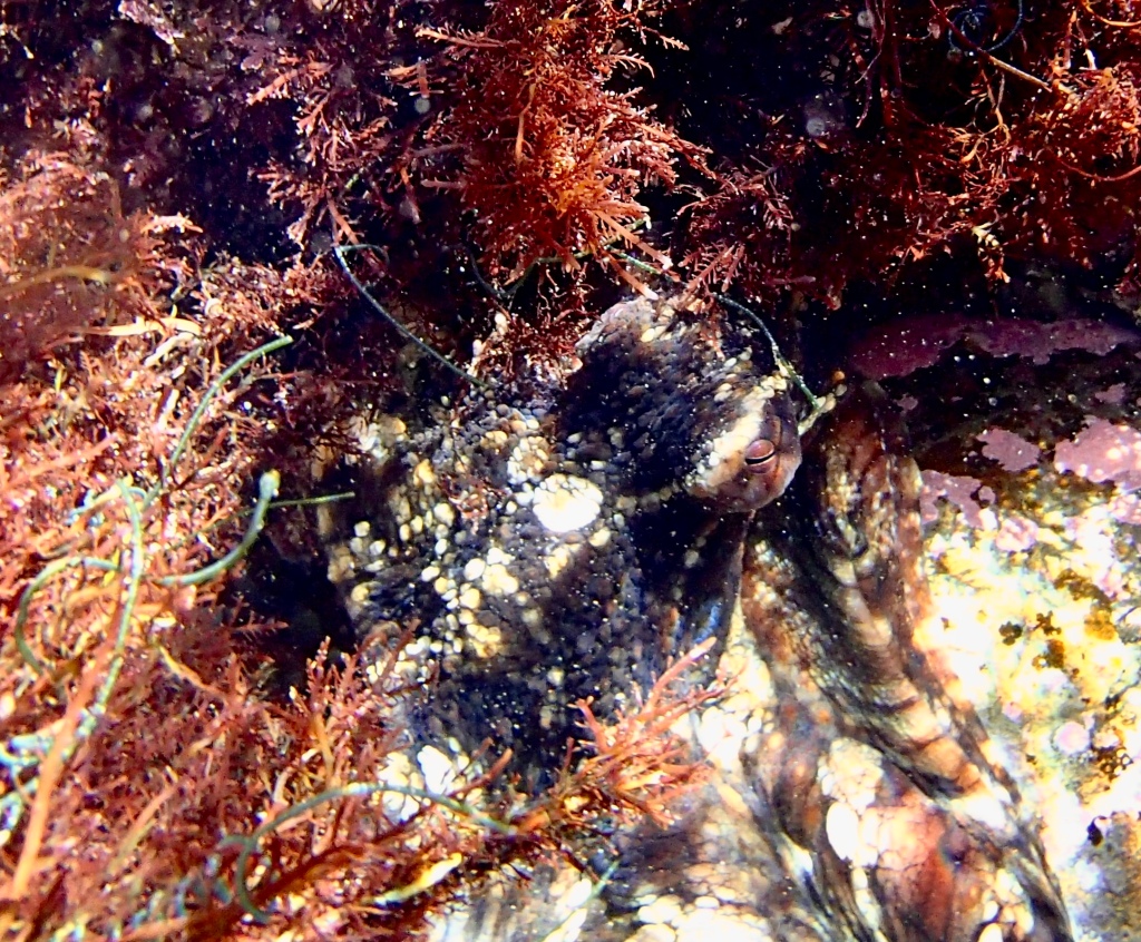 Finding an octopus in the tide pools, southern california tide pools, rocky shores, lesser two spot octopus, hiding