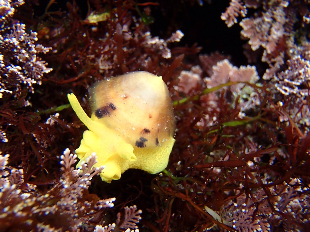 yellow umbrella slug, limpet slugs, yellow sea slug, california tide pools, 