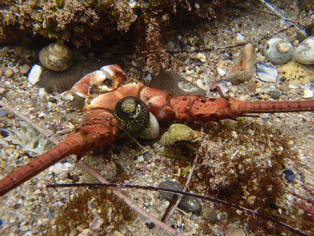 lobster casing, lobster in the tide pools, large crustaceans in the tide pools