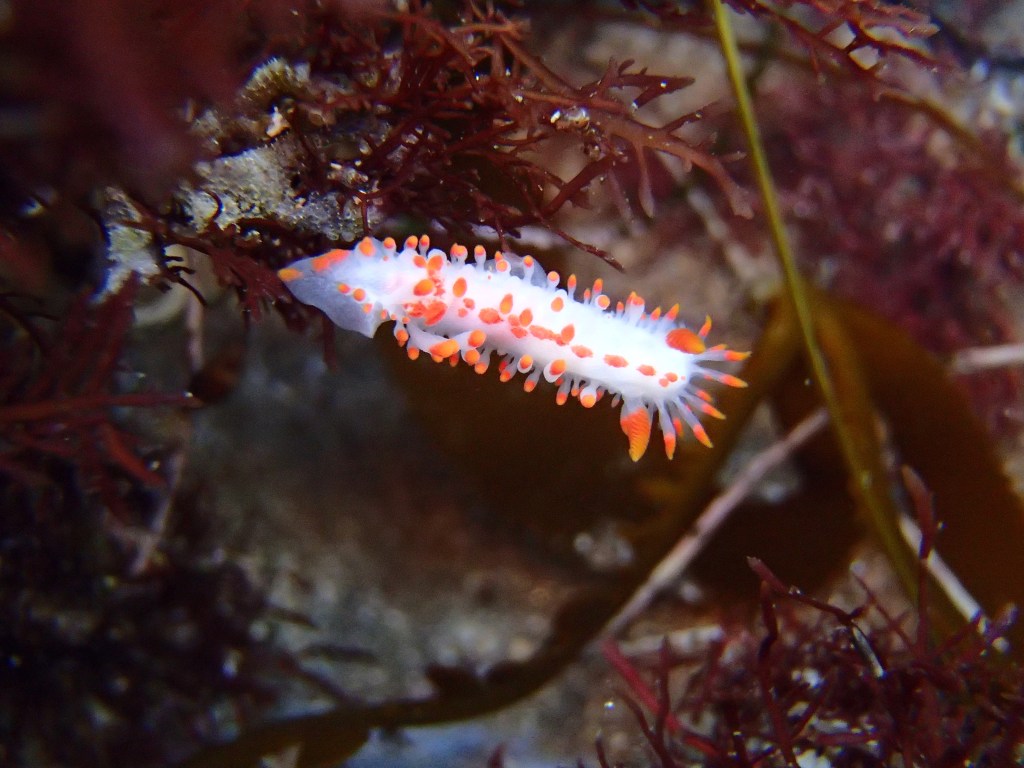 5 Tips For Finding Nudibranchs At The Tide Pools