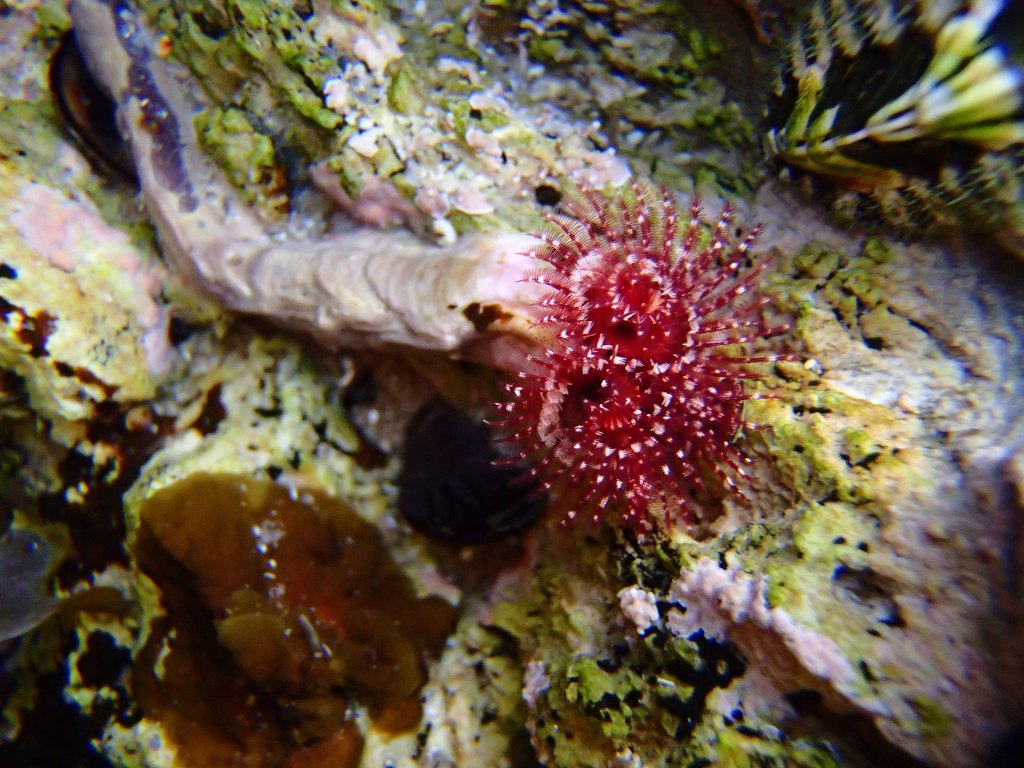 7 Animals You Didn’t Know You Could Find at the Tide Pools