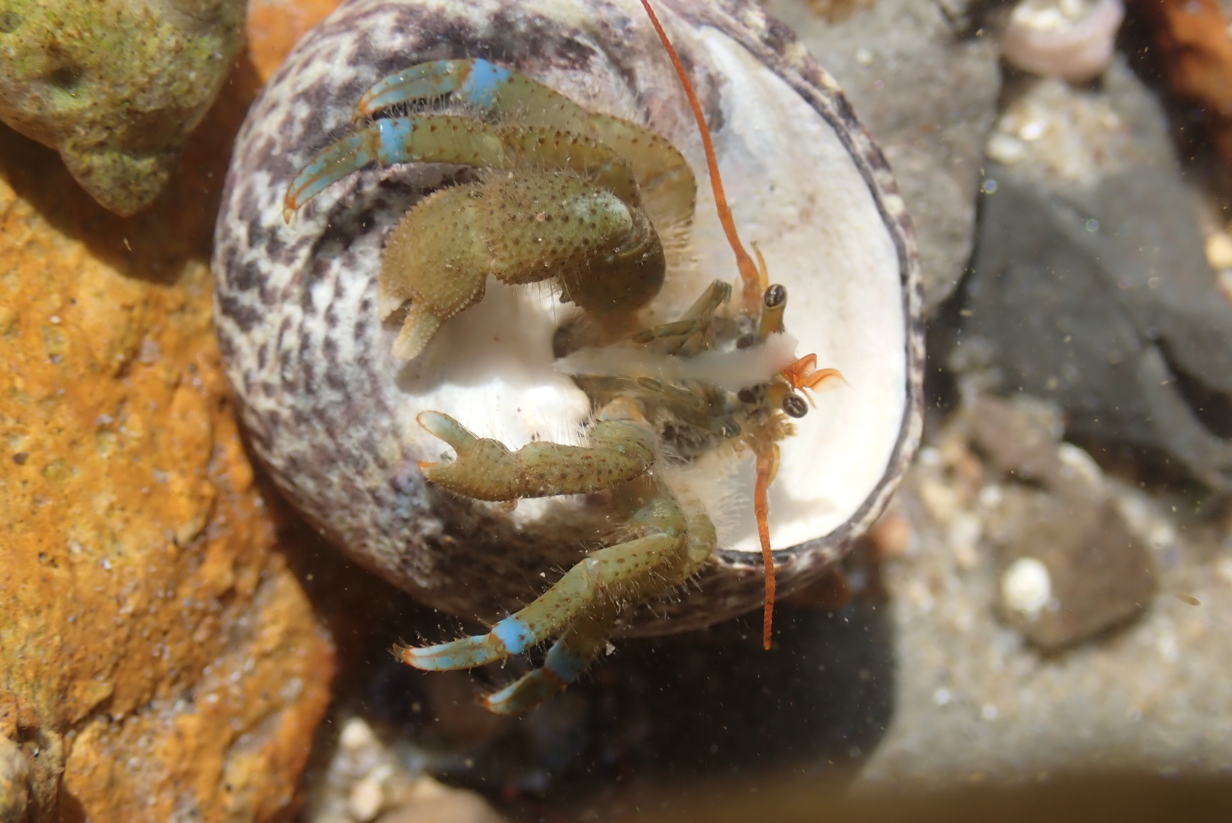 Hermit Crab, crab in the tide pools, tide pool animals, crustaceans, blue banded hermit crab