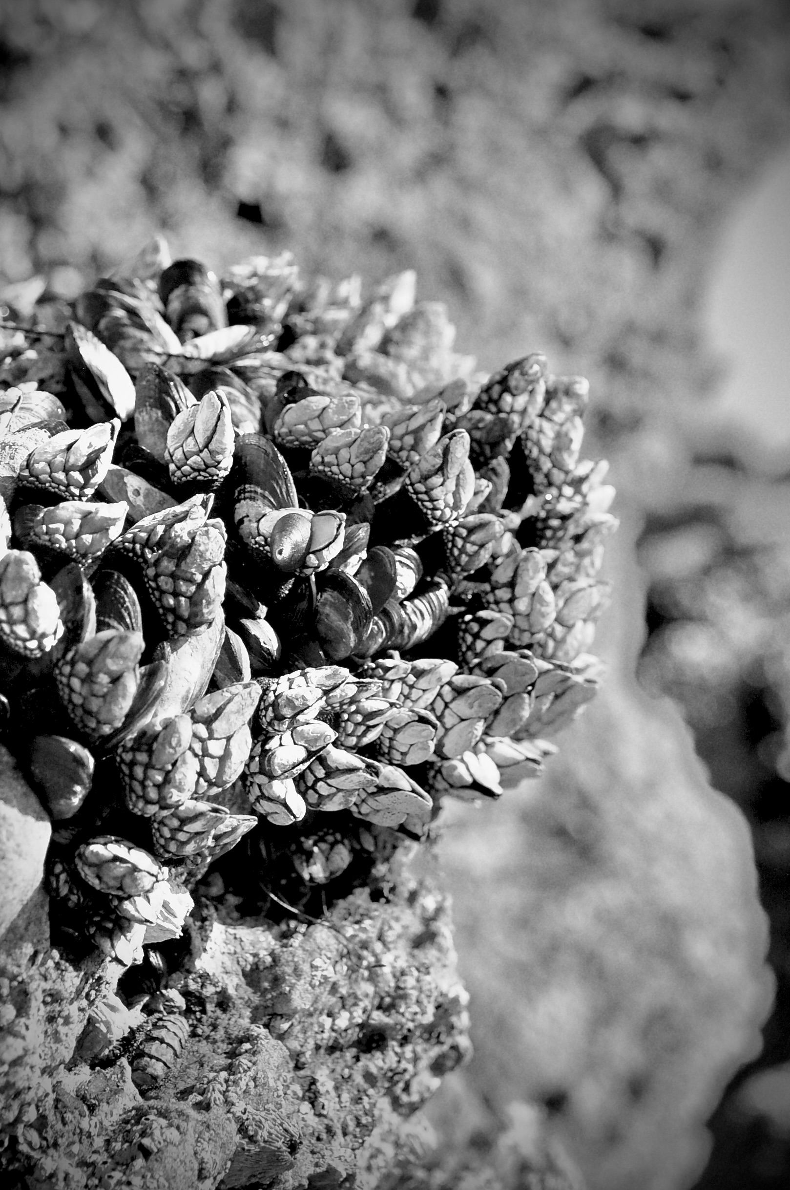barnacles, mussels, tide pools, low tide, southern california