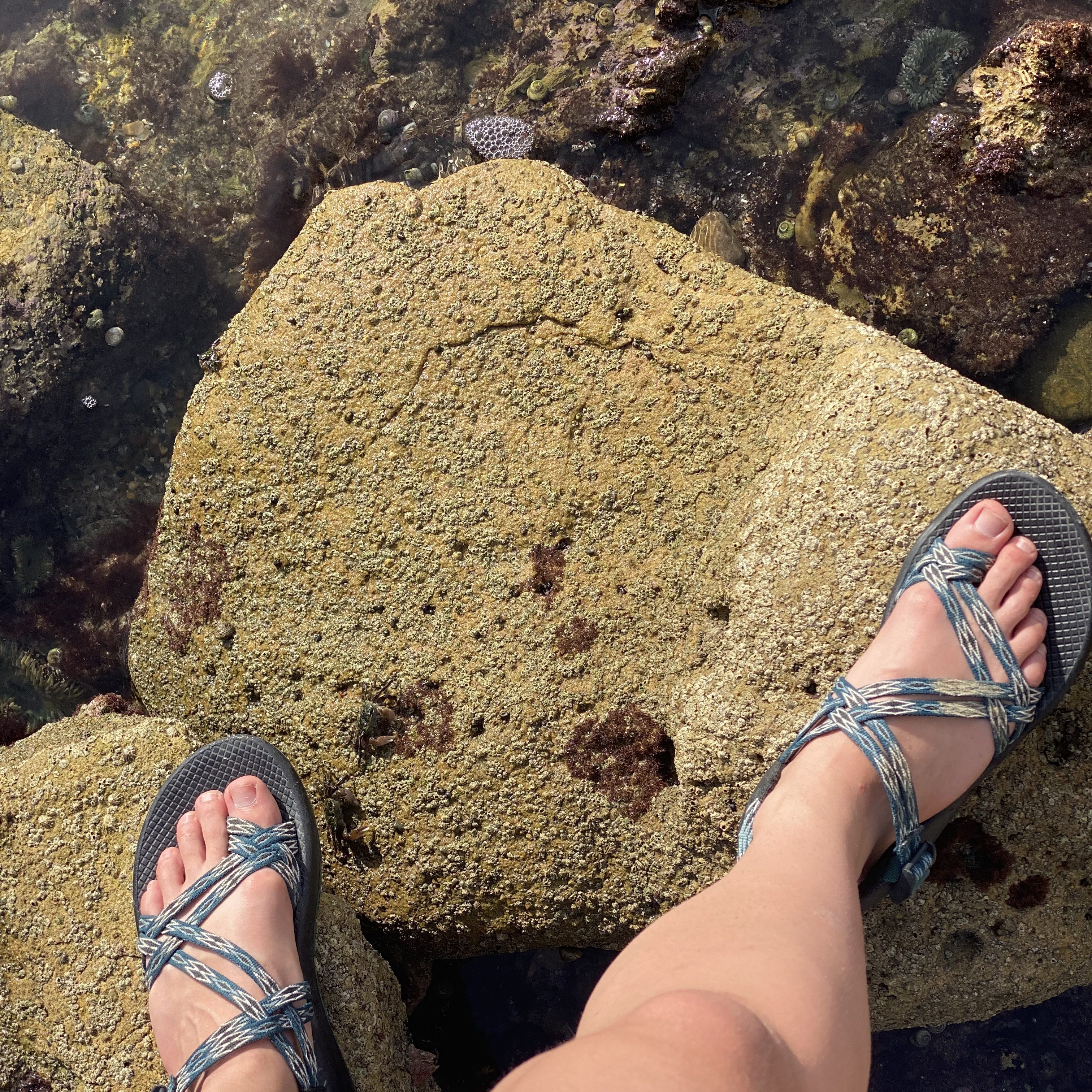 shoes for tide pooling, what shoes to wear at the tide pools, chacos, sandals, sport sandals