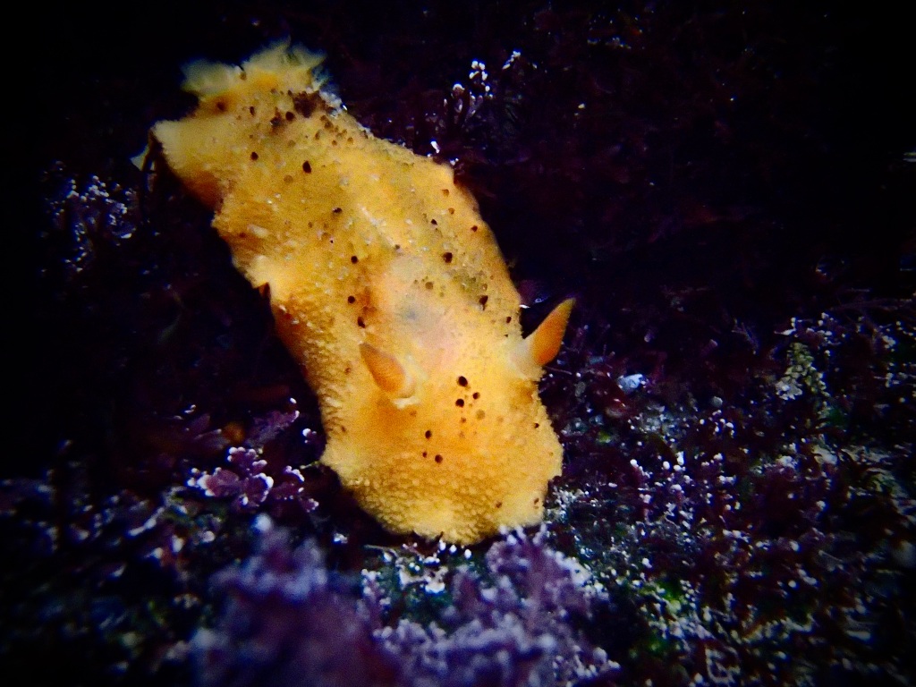 Monterey Dorid, Nudibranch, yellow sea slug, sea slugs in the tide pools, tide pool narratives