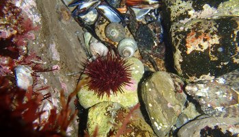red sea urchin, tide pooling narratives, tide pools sculpin, striped shore crab, hermit crab, southern california tide pools