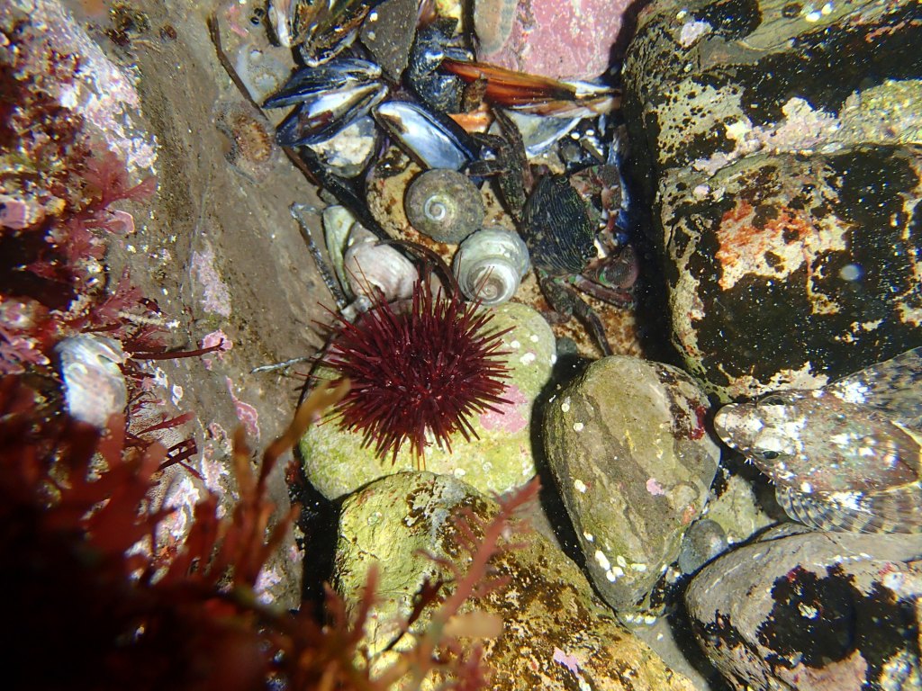 A Lesson in Density and Diversity From a Red Sea Urchin