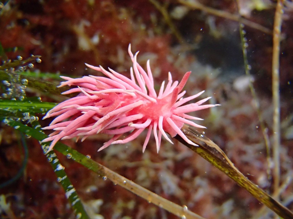 hopkins rose nudibranch, how big are sea slugs, pink sea slug, tide pool animals 