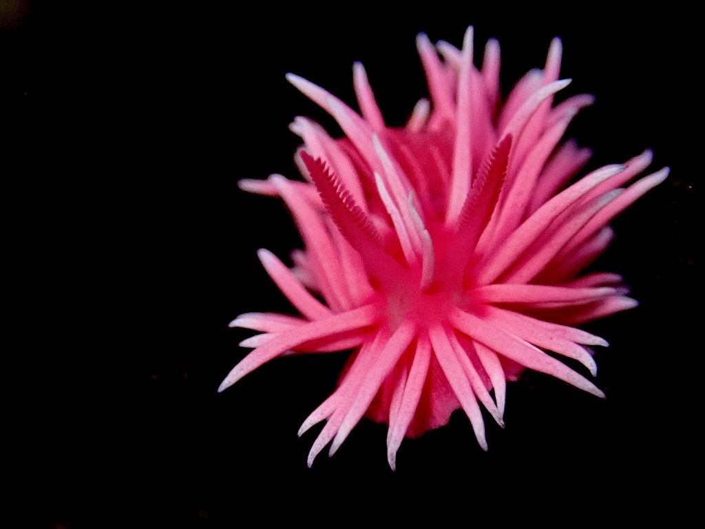 Hopkins rose nudibranch, california sea slug, california tide pools, pink sea slug, pink nudibranch