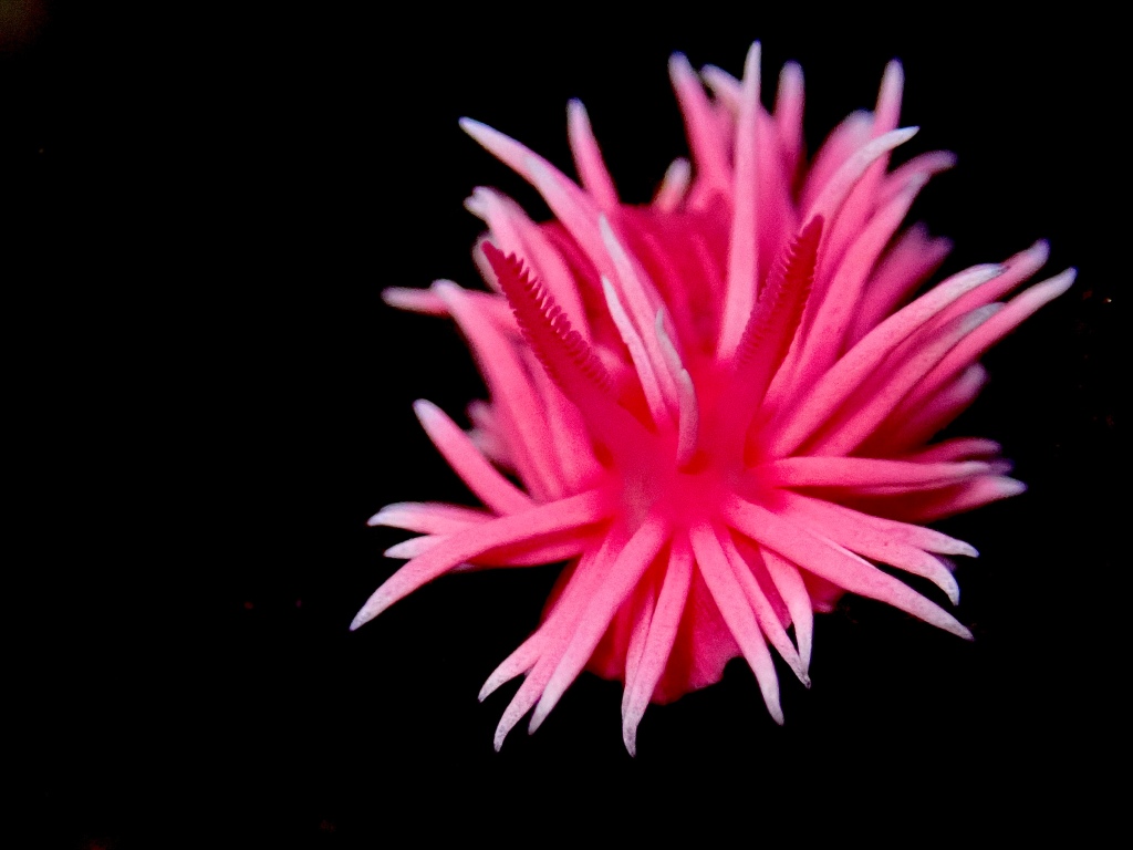 Hopkins rose nudibranch, california sea slug, california tide pools, pink sea slug, pink nudibranch