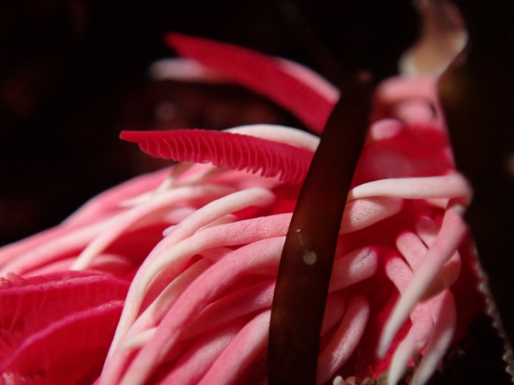 hopkins rose nudibranch, sea slug, pink sea slug, animals in the tide pools, what lives in the tide pools