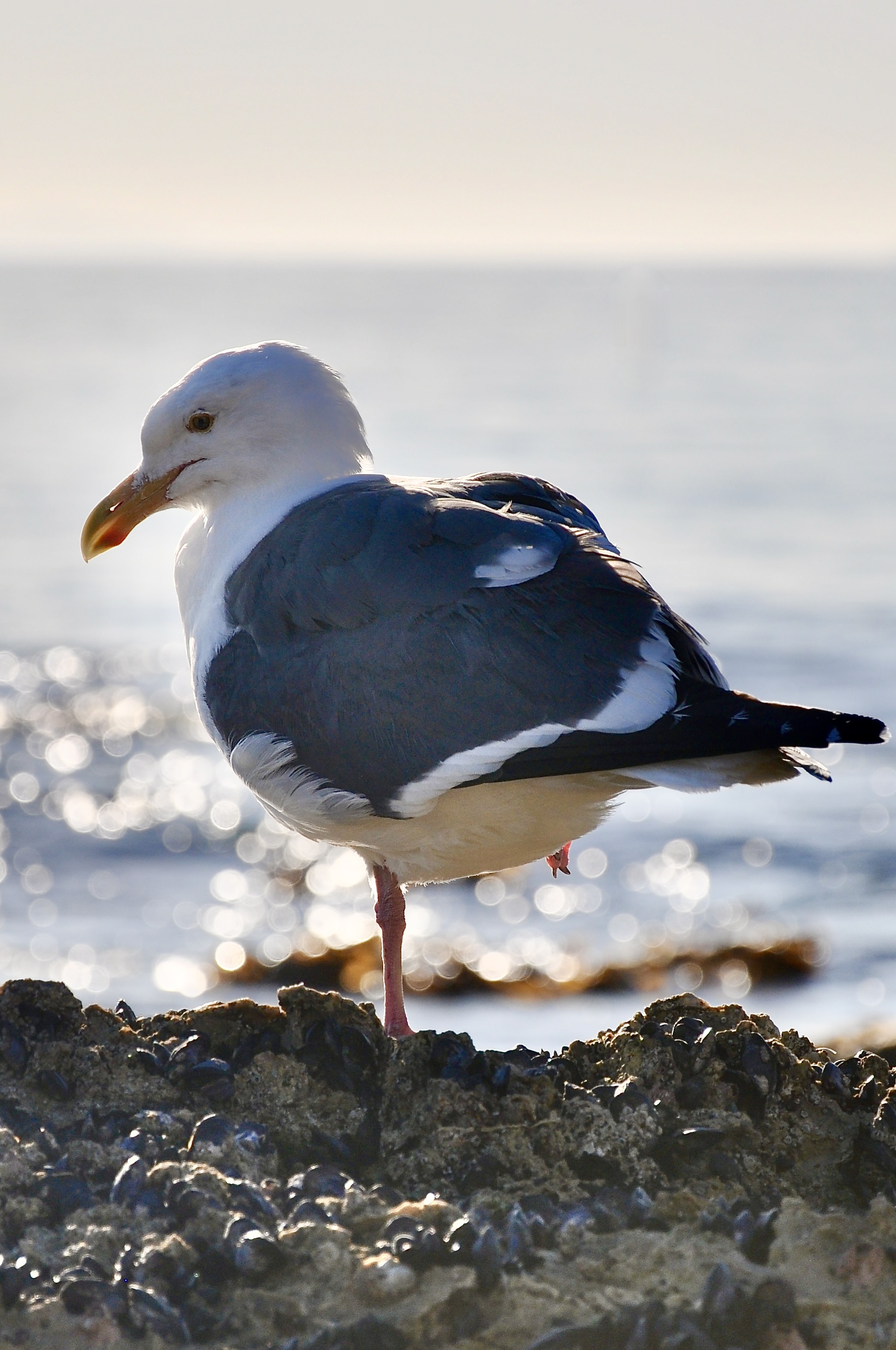 sea gull, western gull, sea birds, photography, tide pools, southern california tide pools