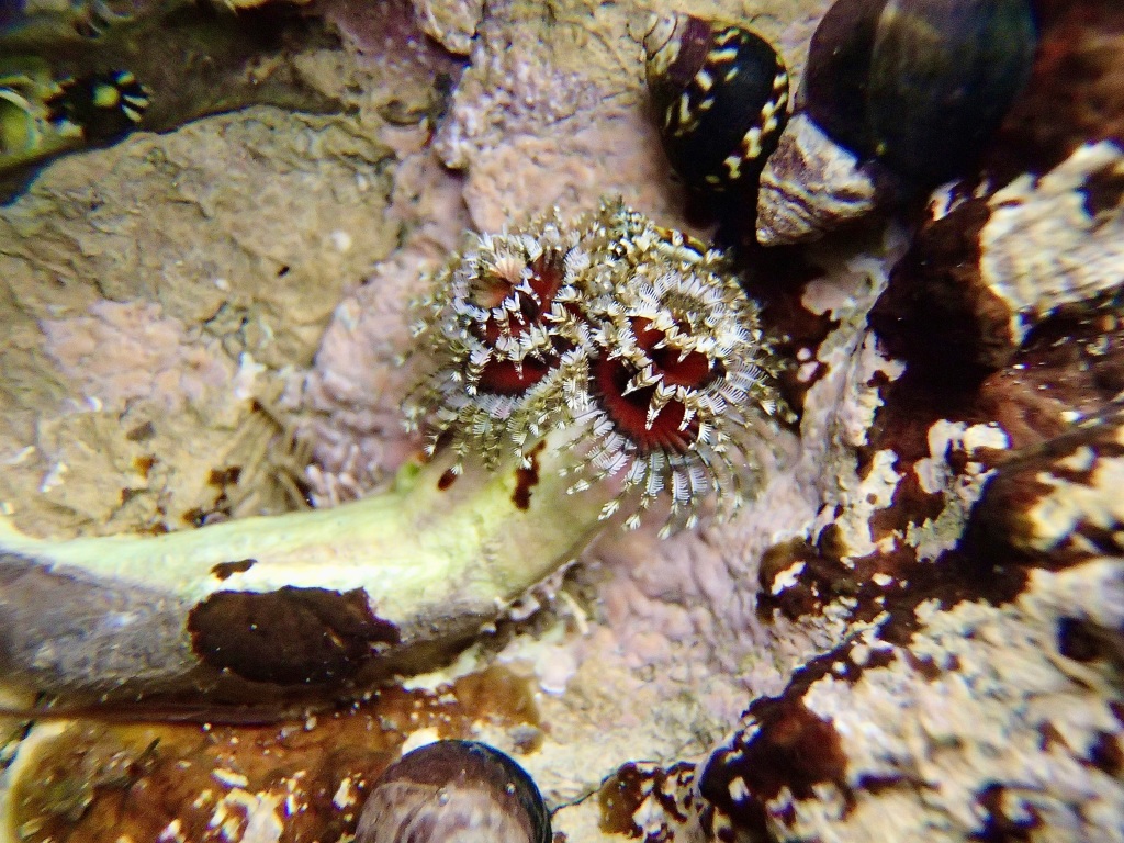 Christmas tree worm, tide pool, tide pool animals, what can you see at the tide pools