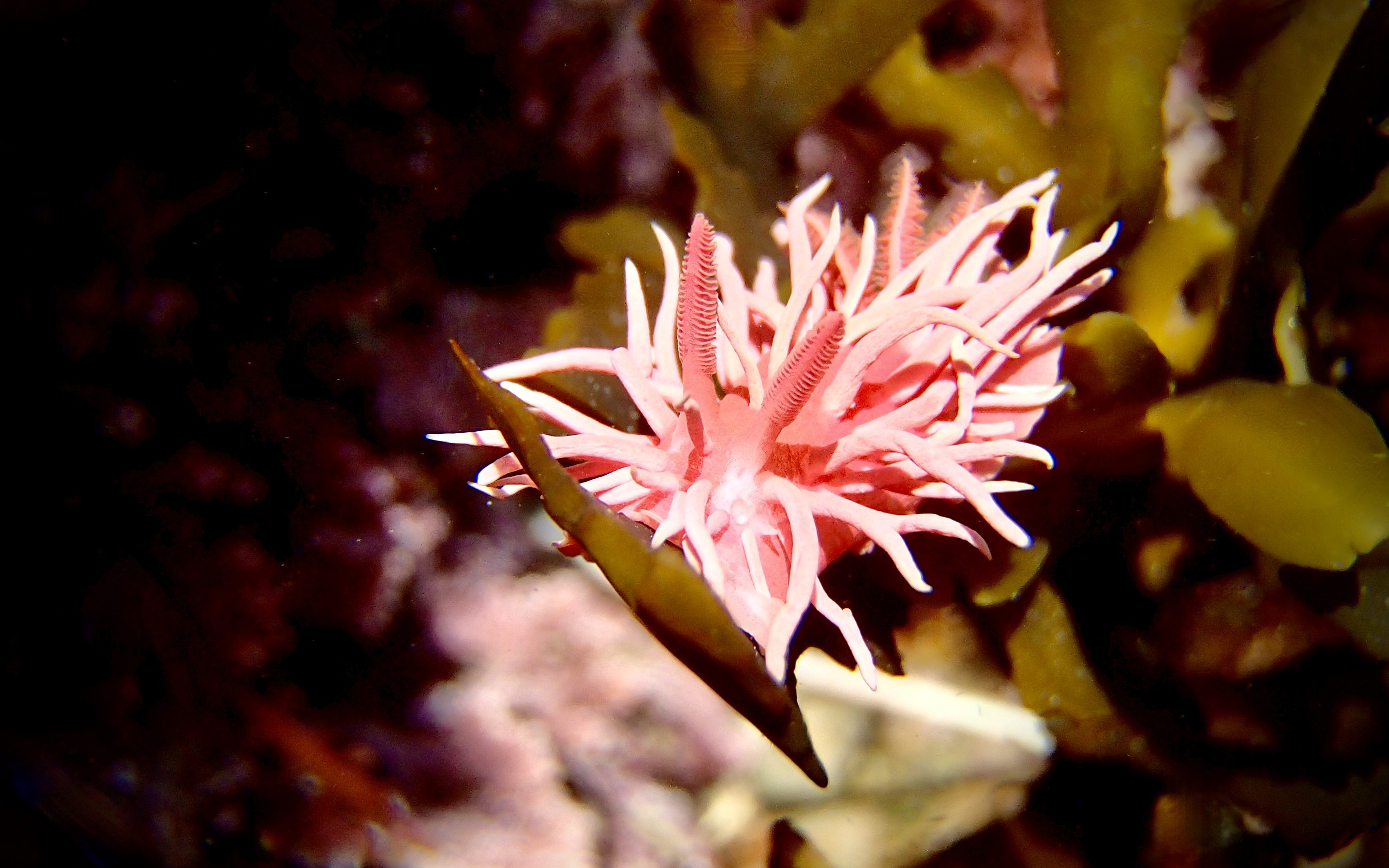 hopkins rose nudibranch, sea slugs, sea slug photography, macro photography, animals in the tide pools