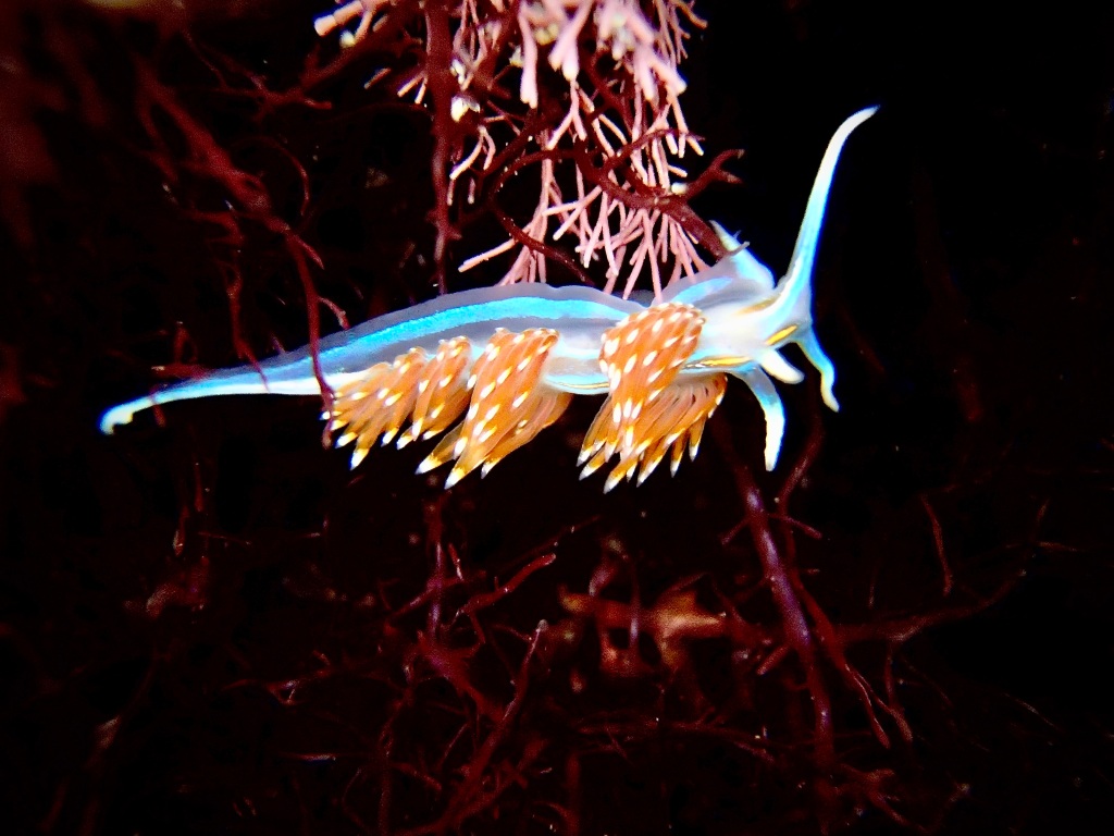 Opalescent Nudibranch: California’s Most Common Sea Slug