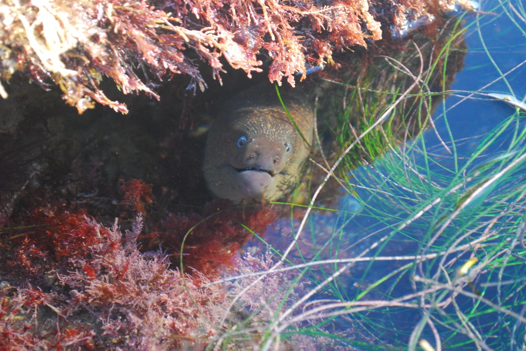 Moray eel, eels in the tide pools, animals in the tide pools, tide pool photography