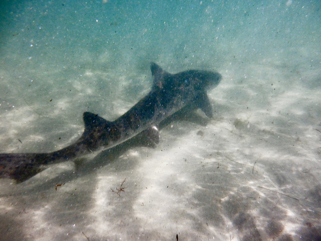 Leopard shark, sharks in the tide pools, large fish in the tide pools, predators, tide pooling in CA