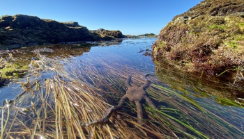 Panama Serpent Star, iPhone photography, tide pooling photography, low tide, sea grass, brittle star
