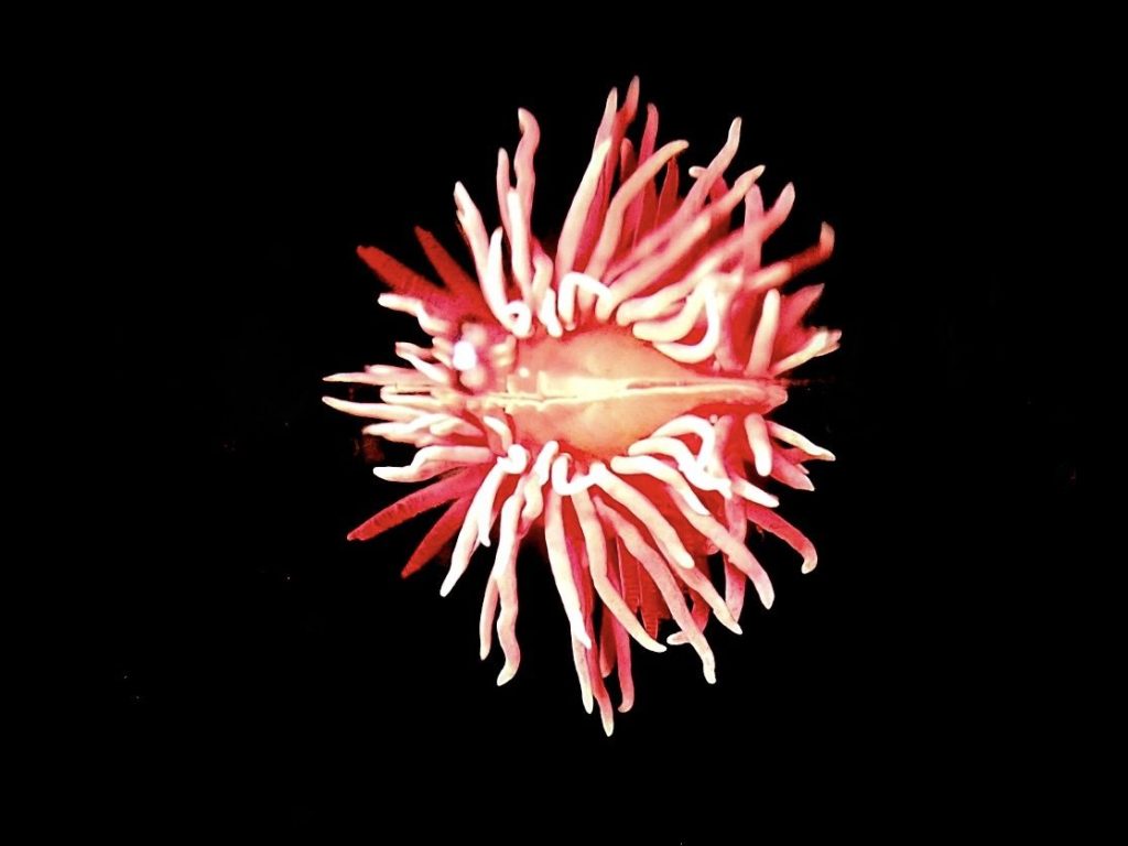hopkins rose nudibranch, surface crawling sea slug, sea slugs, pink sea slugs, fine art, photography