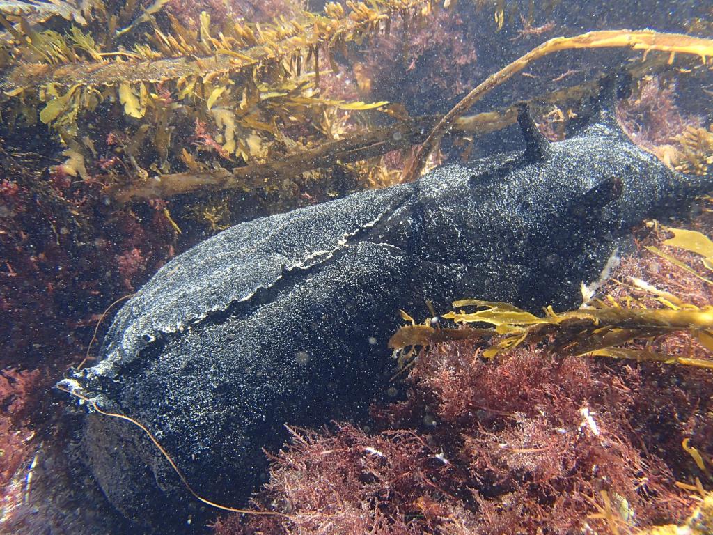 black sea hare, sea slug, largest sea slug in the world, gastropod, large sea slug, kelp, tide pooling, socal tide pools