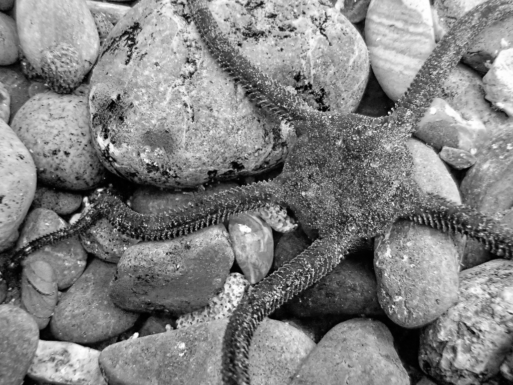panama serpent star, black and white photography, tide pooling photography, sea stars