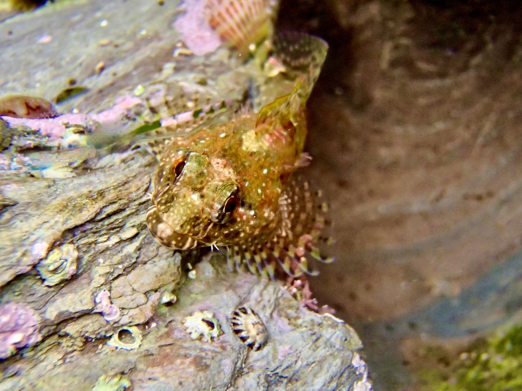 Woolly Sculpin, tide pool fish, animals in the tide pools, small fish, camouflage, tide pool creatures
