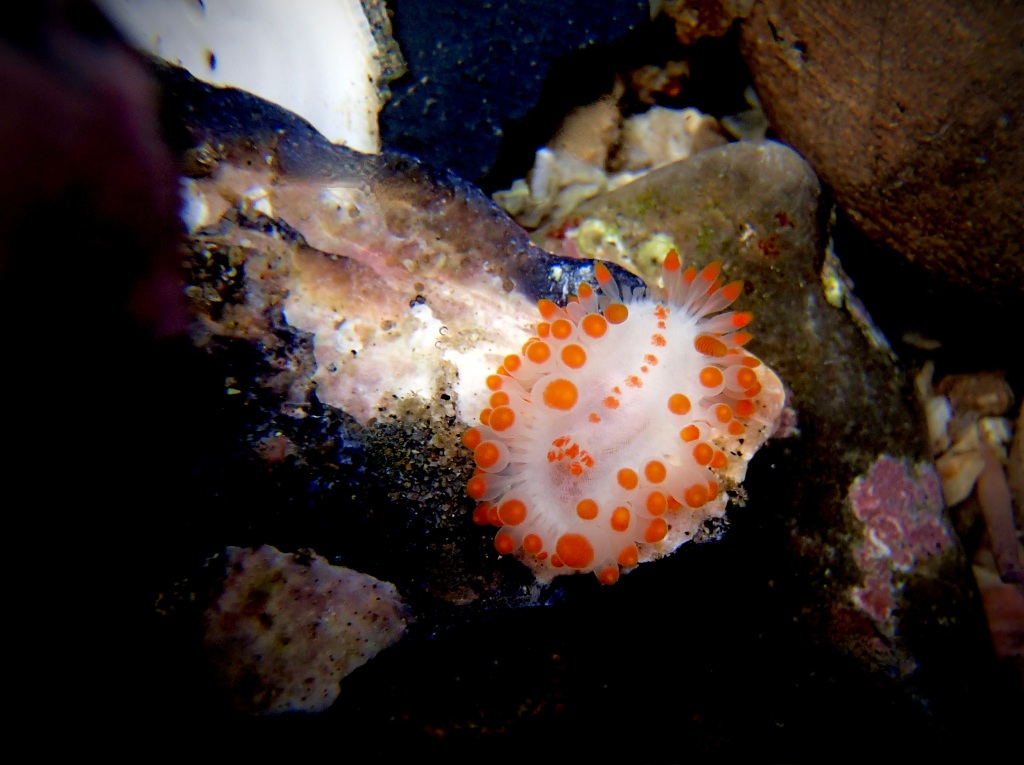 tide pool photography, dipped in orange paint, mcDonalds Dorid, nudibranch, sea slugs in the tide pools