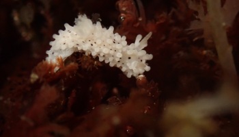 salt and pepper dorid, nudibranchs of the tide pools, sea slugs vs nudibranchs, macro photography