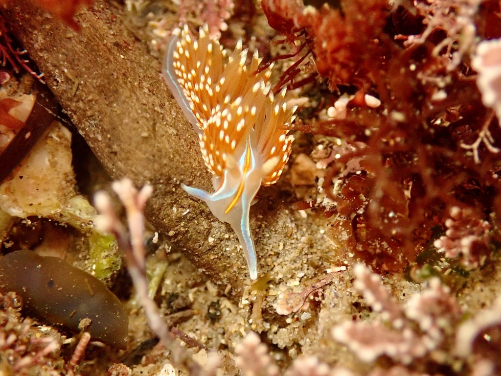 opalescent nudibranch, nudi, sea slug, common sea slug, tide pools, tide pooling in california, tide pooling animals