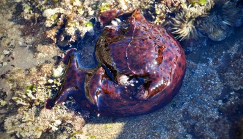 sea hare, california tide pools animals, how to take better images at the tide pools, DSLR camera