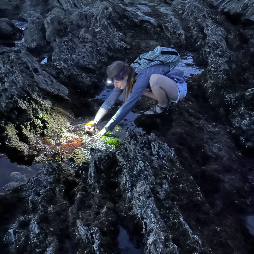 Tide Pooling at Night—The Complete Guide