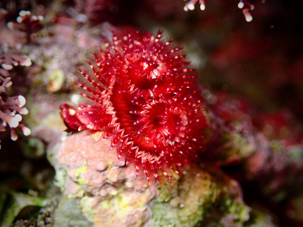 Christmas Tree Worms: Tropical Residents in the Tide Pools