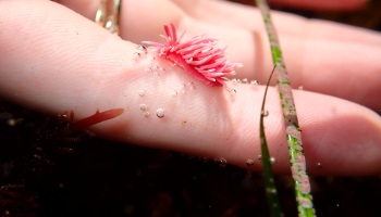 Hopkins Rose Nudibranch, how big are nudibranchs, pink sea slug, nudibranchs in the tide pools