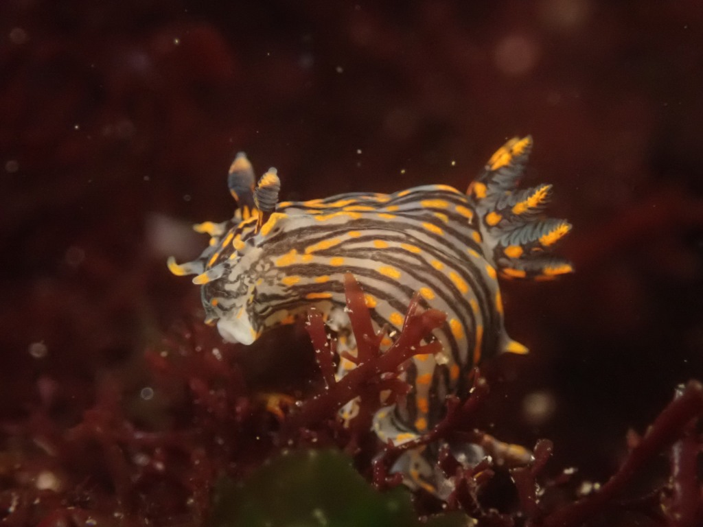 Learn How to Find Nudibranchs: Spotting Challenge