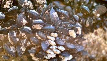 mussels and barnacles, tiny barnacles, density of life, tide pools, thoughtful, tide pool essays