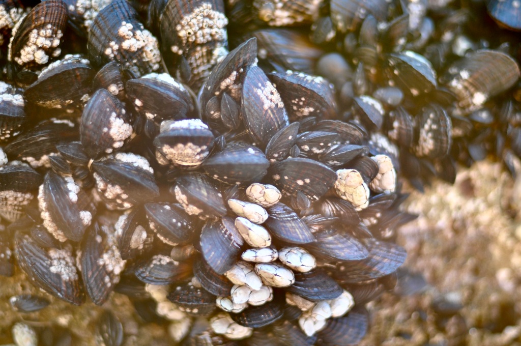 mussels and barnacles, tiny barnacles, density of life, tide pools, thoughtful, tide pool essays