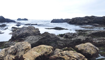 how low does the tide need to be? When to go tide pooling, tide pooling 101,