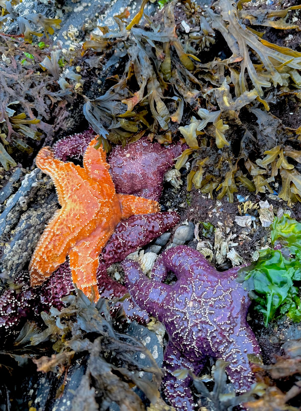 The Pacific Intertidal Keystone: Ochre Sea stars