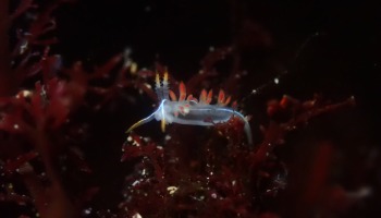 three lined aeolid, what do nudibranch eat? what do sea slugs eat? sea slugs in socal, nudibranchs in the tide pools