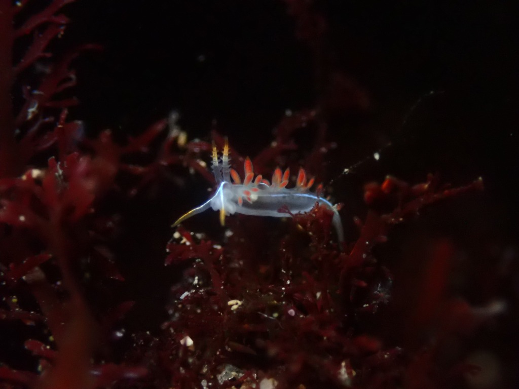 What do Nudibranchs Eat?