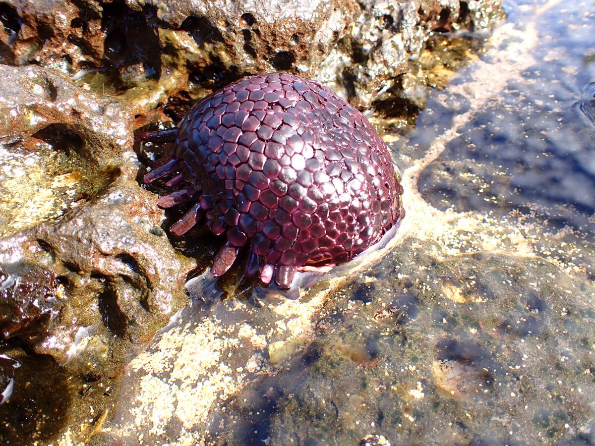 5 Kinds of Animals You Might See Tide Pooling in Hawai’i