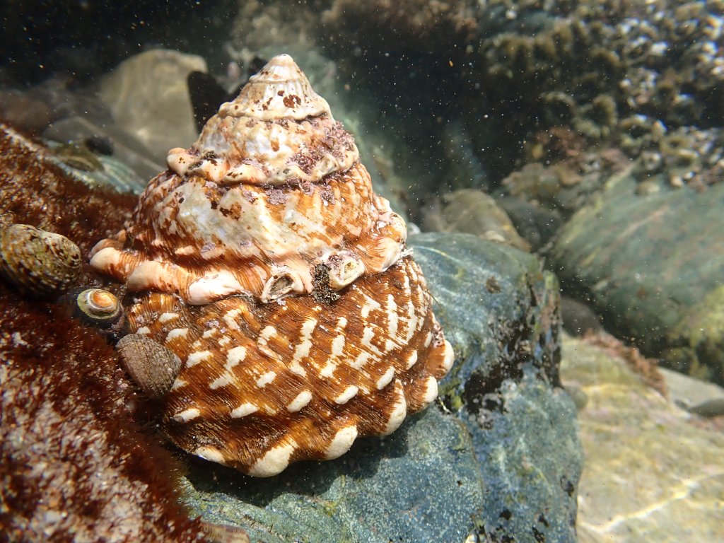 wavy turban snail, shelling, essays, tide pooling, nature essays